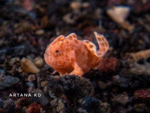 Frog fish