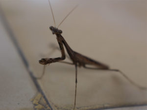 Praying mantis