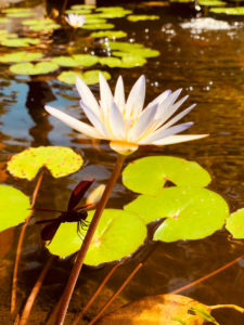 Bali Lotus in pond