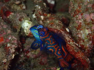 Mandarin oriental fish