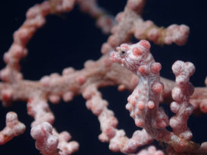 Pygmy sea horse