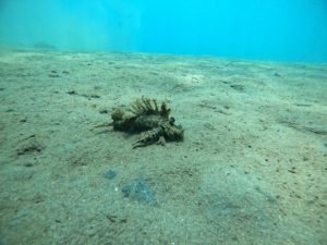 Under the ocean in Bali