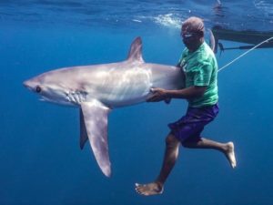 Thresher Shark Indonesia