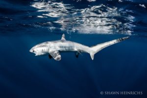 Thresher Shark Indonesia