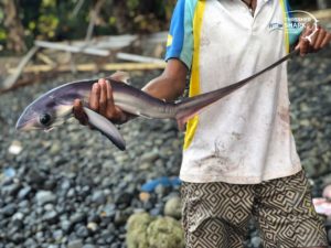 Thresher Shark Indonesia